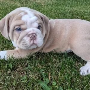 Lilac Tan & White Female