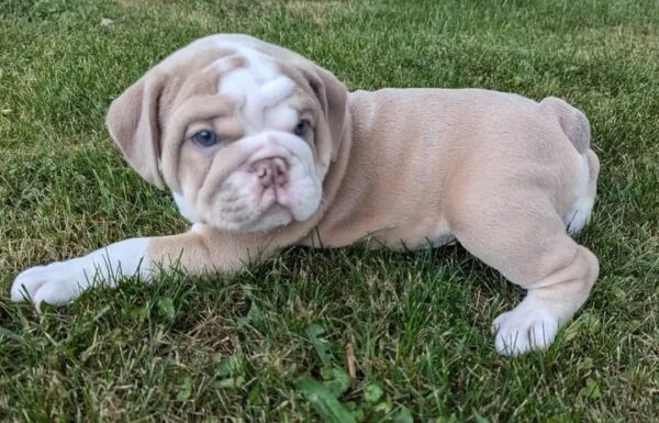 Lilac Tan & White Female