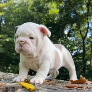 Introducing STORMY, Our Exquisite Platinum English Bulldog Female