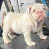 ICE CUBE is our Majestic PLATINUM  English Bulldog MALE.