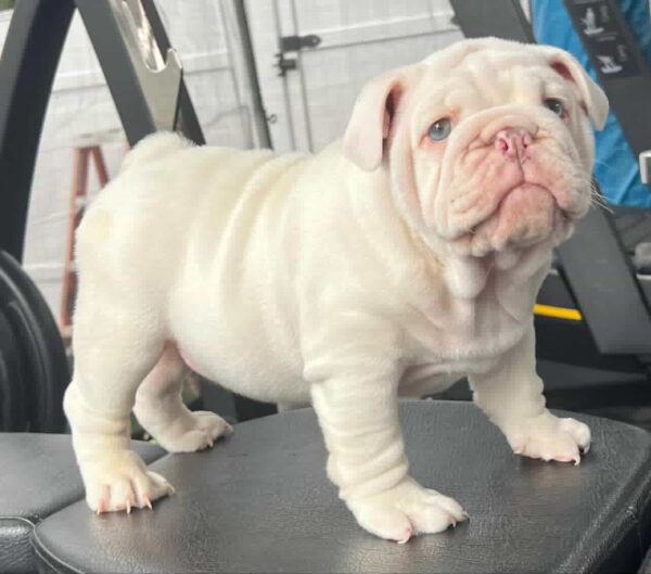 ICE CUBE is our Majestic PLATINUM  English Bulldog MALE.