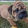 Captivating Fawn English Bulldog