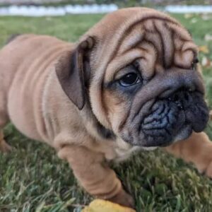 Captivating Fawn English Bulldog