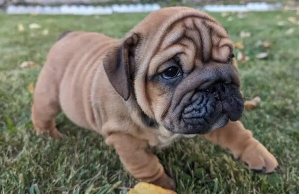 Captivating Fawn English Bulldog