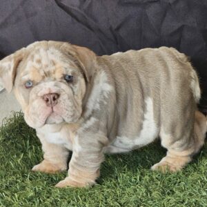 ICE is our AMAZING Lilac Tri Merle English Bulldog Male.