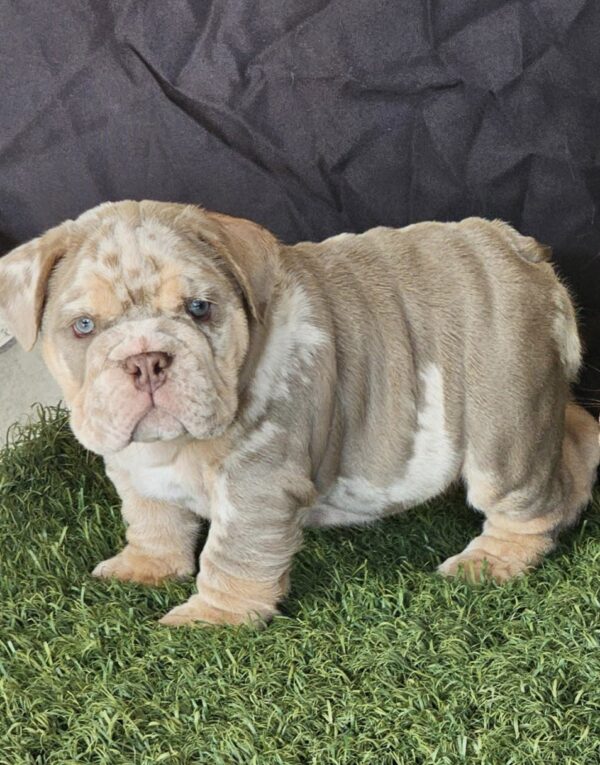 ICE is our AMAZING Lilac Tri Merle English Bulldog Male.