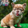 Luxury Rojo Merle Fluffy