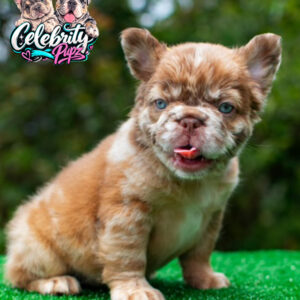 Luxury Rojo Merle Fluffy