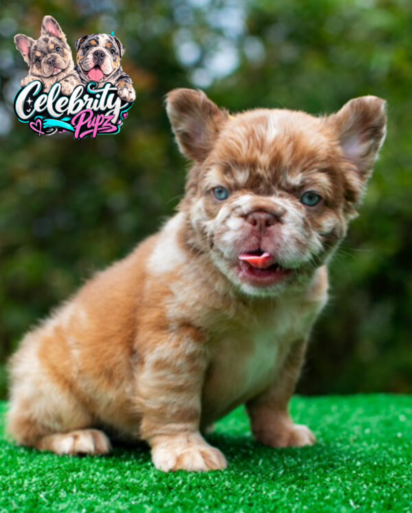 Luxury Rojo Merle Fluffy