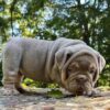 SZA is our Breathtaking LILAC TAN Tri English Bulldog female.