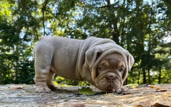 SZA is our Breathtaking LILAC TAN Tri English Bulldog female.