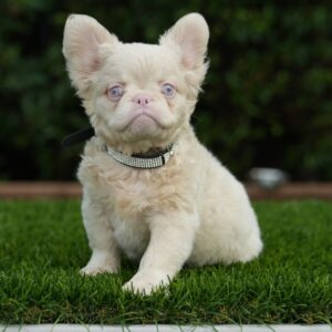 VERSACE is our EXOTIC PLATINUM ISABELLA fluffy boy!