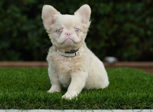 VERSACE is our EXOTIC PLATINUM ISABELLA fluffy boy!