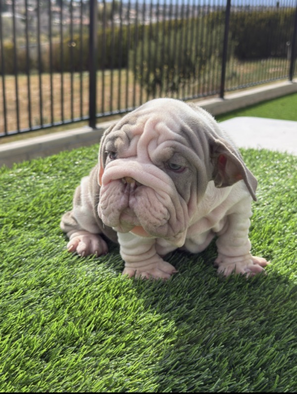 JAWS is our AMAZING VELVET LILAC TRI male English Bulldog