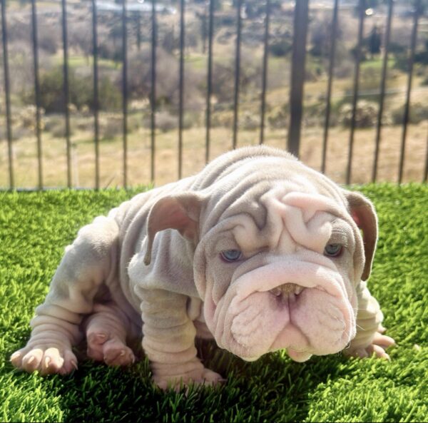 LATTO is our Gorgeous Velvet Lilac Tri Female