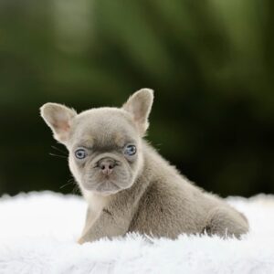 WYATT is a beautiful Lilac Tan Fluffy Carrier French Bulldog with a compact build, stunning light eyes, and an adorable expression