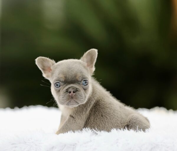 WYATT is a beautiful Lilac Tan Fluffy Carrier French Bulldog with a compact build, stunning light eyes, and an adorable expression