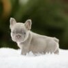 RZA is a beautiful Lilac Tan Fluffy Carrier French Bulldog with a compact build, stunning light eyes, and an adorable expression