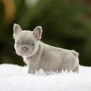 RZA is a beautiful Lilac Tan Fluffy Carrier French Bulldog with a compact build, stunning light eyes, and an adorable expression