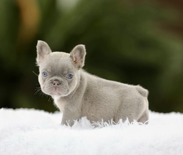 RZA is a beautiful Lilac Tan Fluffy Carrier French Bulldog with a compact build, stunning light eyes, and an adorable expression
