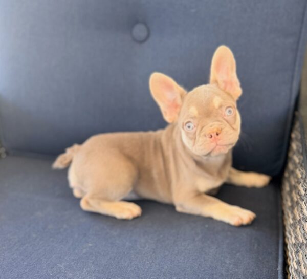 CINDERELLA is our beautiful ISABELLA fluffy carrier girl filled with tons of energy!