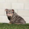 SZA is our Breathtaking LILAC TAN Tri English Bulldog female.
