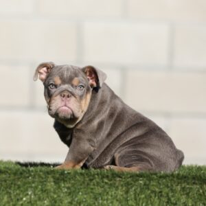 SZA is our Breathtaking LILAC TAN Tri English Bulldog female.