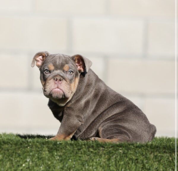 SZA is our Breathtaking LILAC TAN Tri English Bulldog female.