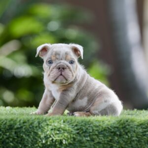PRINCE is our Handsome Lilac Tri Merle English Bulldog!