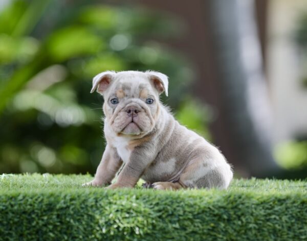 PRINCE is our Handsome Lilac Tri Merle English Bulldog!