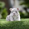 Introducing STORMY, Our Exquisite Lilac Tri Merle English Bulldog Female