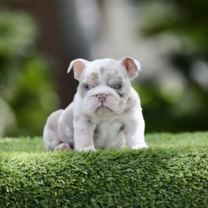 Introducing STORMY, Our Exquisite Lilac Tri Merle English Bulldog Female