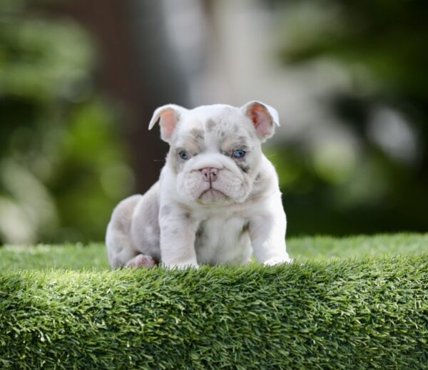 Introducing STORMY, Our Exquisite Lilac Tri Merle English Bulldog Female