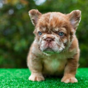 Luxury Rojo Merle Fluffy