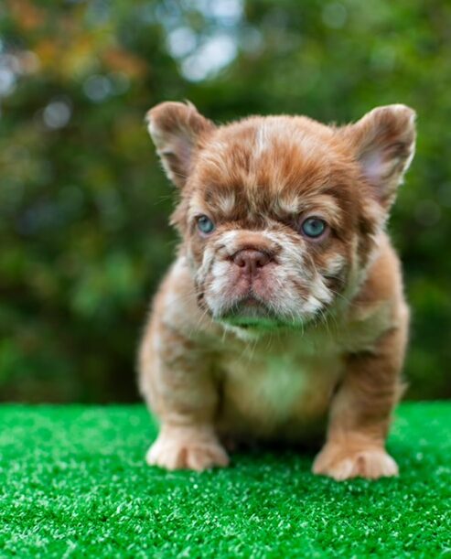 Luxury Rojo Merle Fluffy
