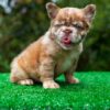 CINDERELLA is our beautiful Rojo Merle fluffy girl