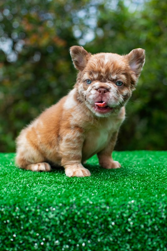 CINDERELLA is our beautiful Rojo Merle fluffy girl
