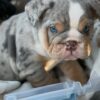 ICE CUBE is our Majestic LILAC TRI MERLE  English Bulldog MALE with GLOWING BLUE EYES