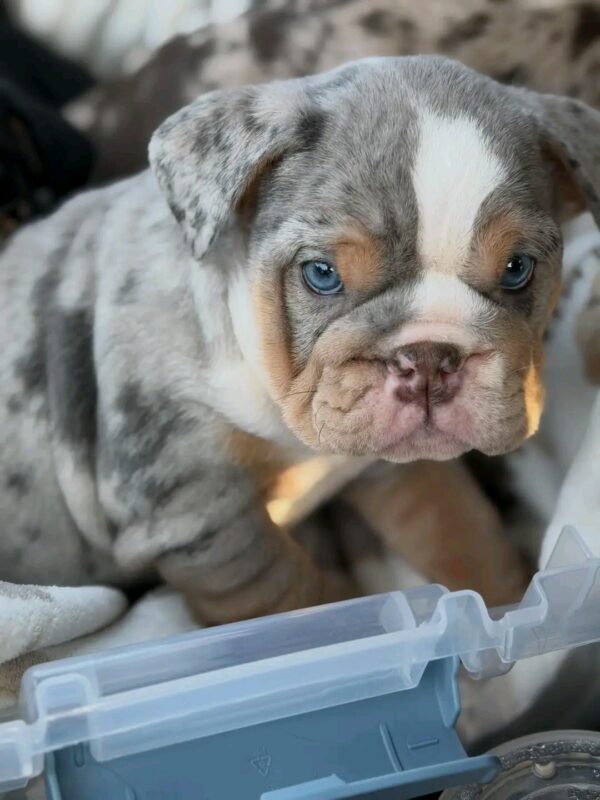 ICE CUBE is our Majestic LILAC TRI MERLE  English Bulldog MALE with GLOWING BLUE EYES