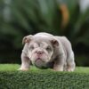 FUTURE, our stunning LILAC TRI MERLE MICRO English Bulldog