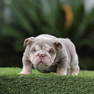 FUTURE, our stunning LILAC TRI MERLE MICRO English Bulldog