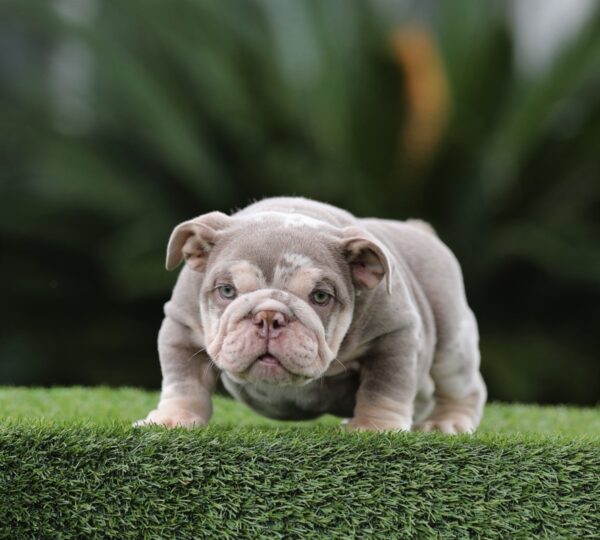 FUTURE, our stunning LILAC TRI MERLE MICRO English Bulldog
