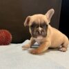 Introducing QUEST, our Mesmerizing FAWN male French Bulldog