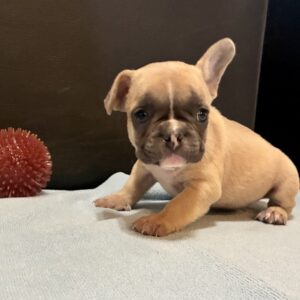 Introducing QUEST, our Mesmerizing FAWN male French Bulldog