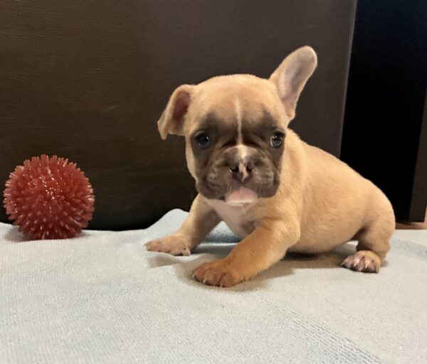 Introducing QUEST, our Mesmerizing FAWN male French Bulldog