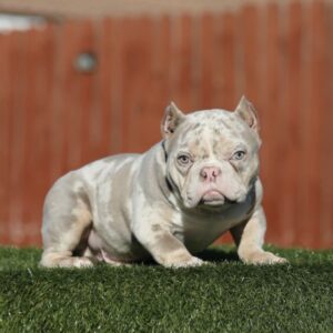 WELCOME and watch out for XZIBIT! Our phenomenal Lilac Tri Merle American Micro Bully Male