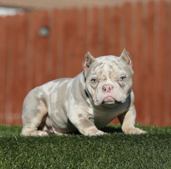 WELCOME and watch out for XZIBIT! Our phenomenal Lilac Tri Merle American Micro Bully Male