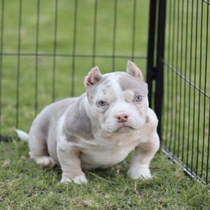 HARLEY: Our Gorgeous LILAC Tri Merle Micro American Bully Princess.