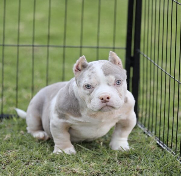 HARLEY: Our Gorgeous LILAC Tri Merle Micro American Bully Princess.