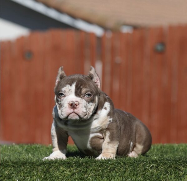BUGSY is Our Chocolate Tri Merle American Micro Bully Gangsta!